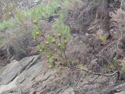 Leucadendron rourkei 60297743.jpg