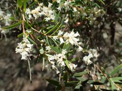 Leucopogon lanceolatus (habit) 02.jpg