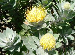 Leucospermum conocarpodendron - Table Mountain 6.JPG
