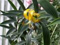 Lilium lijiangense.jpg