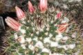 Mammillaria karwinskiana ssp collinsii pm 1.JPG