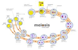 Meiosis diagram.jpg