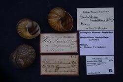 Naturalis Biodiversity Center - ZMA.MOLL.398176 - Humboldtiana humboldtiana (Valenciennes, 1841) - Humboldtianidae - Mollusc shell.jpeg