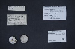 Naturalis Biodiversity Center - ZMA.MOLL.399531 - Helicella stiparum (Rossmässler, 1854) - Hygromiidae - Mollusc shell.jpeg