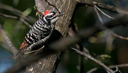 NuttallsWoodpecker-28MAR2016.jpg