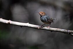 Olive-backed Tailorbird 0A2A9267.jpg