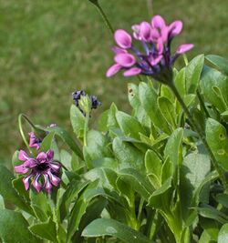 Osteospermum.Pink Whirls04.jpg