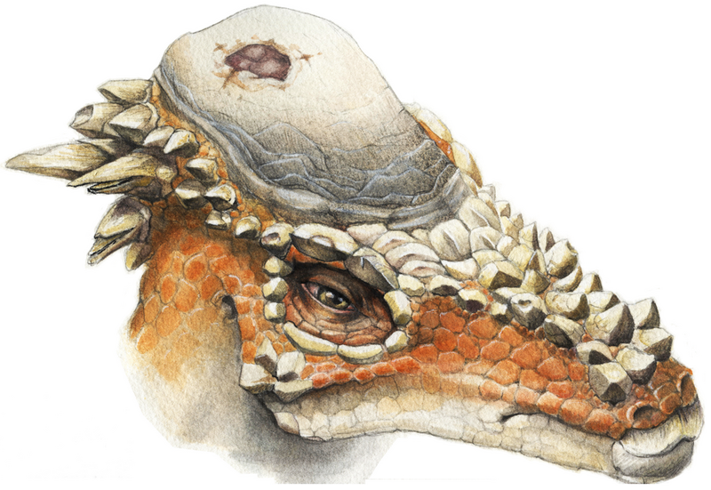 File:Pachycephalosaurus.png
