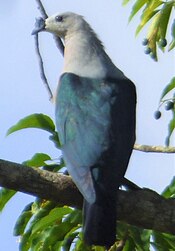 Pacificimperialpigeon (cropped).jpg