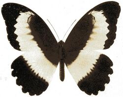 Papilio mechowianus.JPG