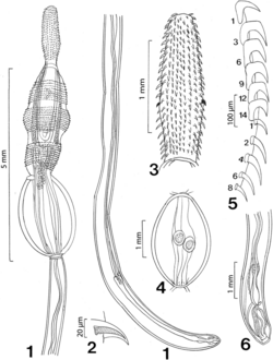 Parasite170077-fig 01-06 Neoandracantha peruensis (Acanthocephala).png