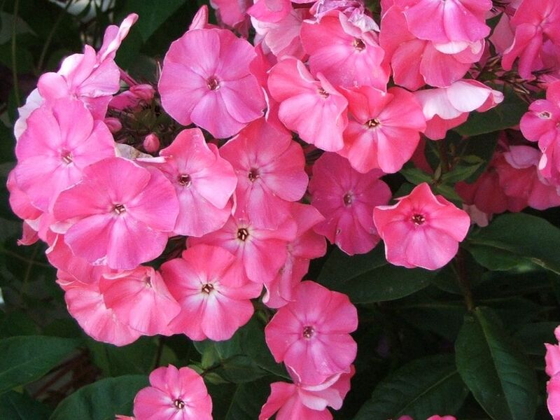 File:Phlox paniculata.jpg