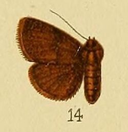 Pl.152-14-Eublemma nyctichroa Hampson, 1910.JPG