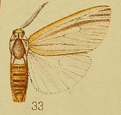 Pl.36-fig.33-Acantharctia tenuifasciata Hampson, 1910.JPG