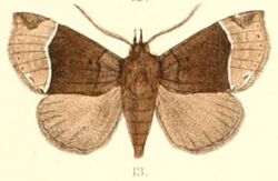Pl.6-13-Itmaharela basalis (Moore 1882) (Harmatelia).JPG