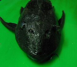 Plecostomus-Pterygoplichthys multiradiatus-Front view.jpg