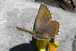 Polyommatus hispana female.jpg