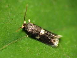 Pygmy Leafmining Moth (31616830972).jpg