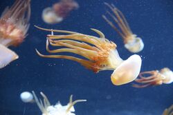 Rhopilema esculentum at Monterey Bay Aquarium.jpg