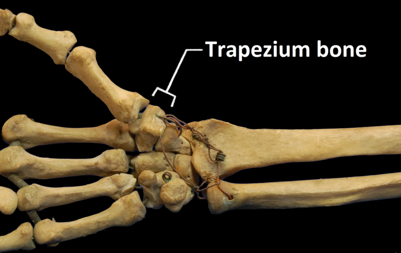 File:RightHumanAnteriorDistalRadiusUlnaCarpals - Trapezium bone.png