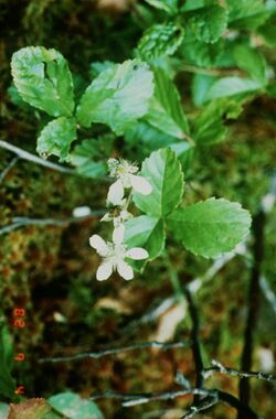 Rubus hispidus.jpg