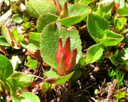 Salix herbacea fruits.jpg