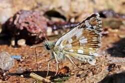 Sandy grizzled skipper (Pyrgus cinarae) Macedonia.jpg