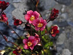 Saxifragaceae - Saxifraga x arendsi.jpg