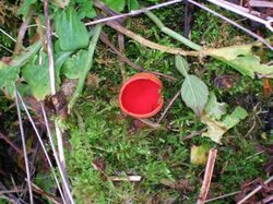 Scarlet Elf Cup fungus.JPG