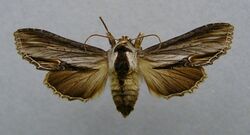 Shargacucullia blattariae.jpg