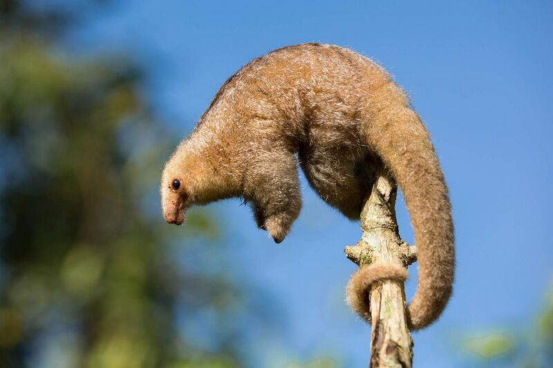 File:Silky Anteater.jpg