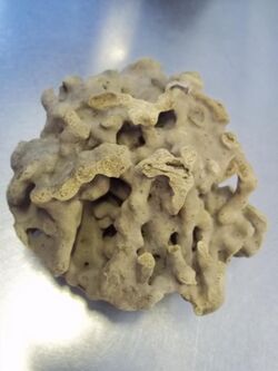 Spongilla coralloides.jpg