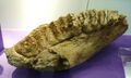 Stegolophodon latidens.JPG