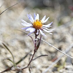 Symphyotrichum yukonense 324570911 (cropped).jpg