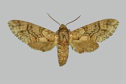Colour photo of a female Taboribia micra moth taken from above