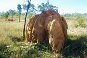 . This termite mound is about three meters in height and four meters across. The mound chimneys are about a meter in diameter and fuse together to form a rounded top.
