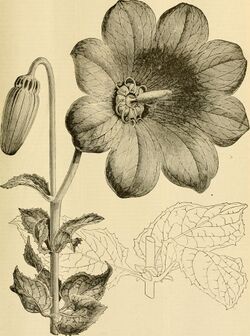 The American florist - a weekly journal for the trade (1888) (17937501899).jpg