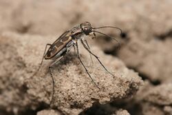 Tiger beetle Lophyra sp..jpg