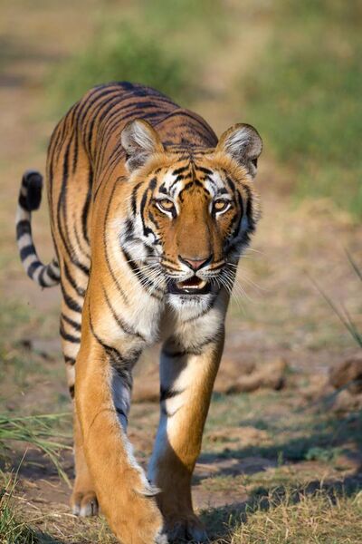 File:Tigress at Jim Corbett National Park.jpg