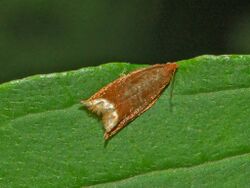 Tortricidae - Ancylis selenana.JPG