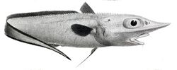 Trachyrincus murrayi.jpg