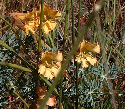 Tropaeolum incisum flowergroup 2.jpg