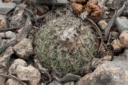 Turbinicarpus saueri.jpg