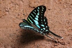 Turquoise-spotted swallowtail (Graphium policenes).jpg