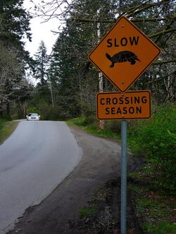 An orange, diamond-shaped sign on the right side of a winding road way that says "Slow: crossing season" with a picture of a turtle.
