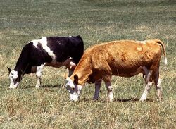 Two cows grazing.jpg