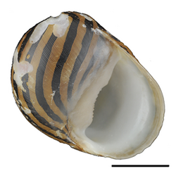 Vittina coromandeliana shell.png