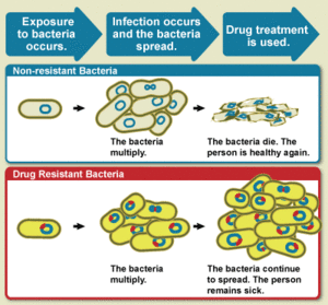 Diagram showing difference between non-resistance bacteria and drug resistant bacteria
