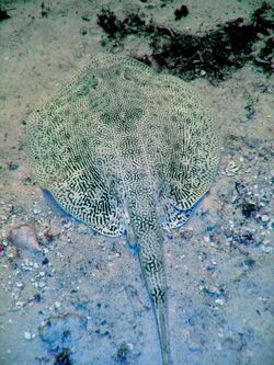 Ray with numerous fine, dark vermiculations on an almost white background, blending in with the sand it's resting on