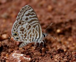 Zebra Blue (Leptotes plinius) mud-puddling W IMG 9365.jpg